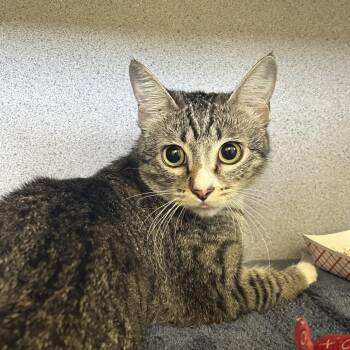 Domestic Short Hair Cats Available for Adoption in Goleta, California - Santos | PetCurious