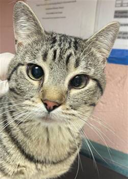 Rescue Domestic Short Hair Cats for Adoption in Columbia, South Carolina - TIGER | PetCurious