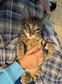 Rescue Tabby Cats for Adoption in Oklahoma City, Oklahoma - Bonus SweetBoy FosterHome | PetCurious