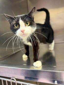 Rescue Domestic Short Hair Cats for Adoption in West Chester, Pennsylvania - Foreman | PetCurious