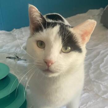 Domestic Short Hair Cats Available for Adoption - Scampi | PetCurious