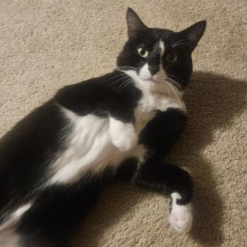 Domestic Short Hair Cats Available for Adoption in Chaska, Minnesota - Cuff | PetCurious