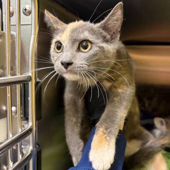 Laa-Laa -  Domestic Short Hair Cat for Adoption in Keizer, Oregon - Laa-Laa | PetCurious