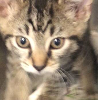 Pluto -  Domestic Short Hair Cat for Adoption in Parma, Ohio - Pluto | PetCurious