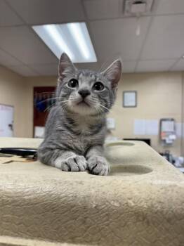 ATLAS -  Domestic Short Hair Cat for Adoption in Aliquippa, Pennsylvania - ATLAS | PetCurious