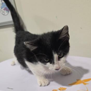 Wizzy -  Domestic Short Hair Cat for Adoption in Tampa, Florida - Wizzy | PetCurious