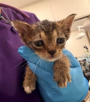SPARROW -  Domestic Short Hair Cat for Adoption in Baytown, Texas - SPARROW | PetCurious