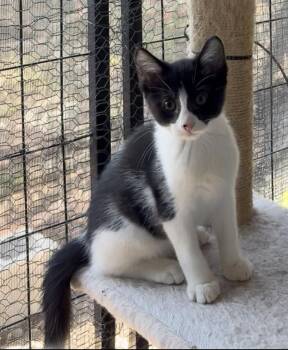 Rescue Domestic Short Hair Cats for Adoption in La Canada Flintridge, California - Stanley | PetCurious
