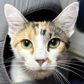 Domestic Short Hair Cats Available for Adoption - Naomi | PetCurious
