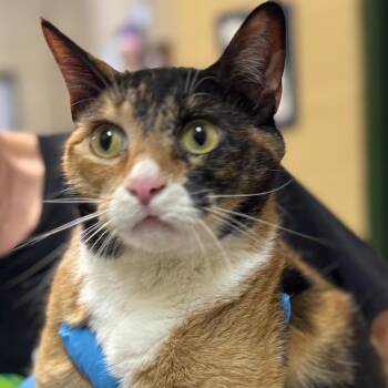 Gertrude -  Domestic Short Hair Cat Available for Adoption in Lucedale, Mississippi - Gertrude | PetCurious