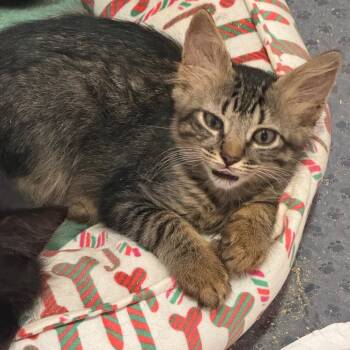 Liberty -  Domestic Medium Hair Cat for Adoption in NEW PT RICHEY, Florida - Liberty | PetCurious