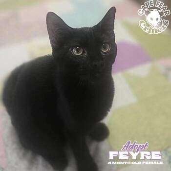 Feyre -  Domestic Short Hair Cat for Adoption in Wilmington, North Carolina - Feyre | PetCurious