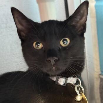 Rescue Domestic Short Hair Cats for Adoption in Lansing, Michigan - Otter | PetCurious