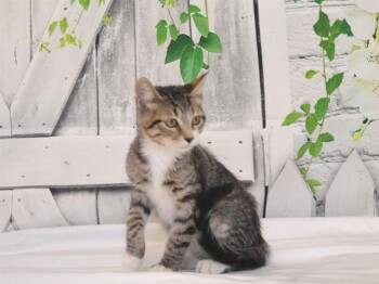 ALADDIN -  Domestic Short Hair Cat for Adoption in Oroville, California - ALADDIN | PetCurious