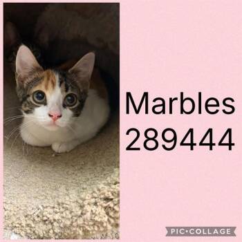 MARBLES -  Domestic Short Hair Cat for Adoption in Macon, Georgia - MARBLES | PetCurious