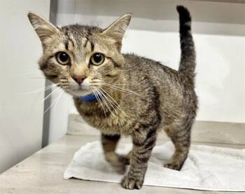 Rescue Domestic Short Hair Cats for Adoption in Brentwood, Missouri - KNOT | PetCurious