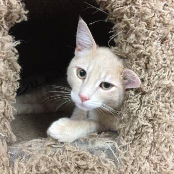 Domestic Short Hair Cats Available for Adoption in Pleasant Hill, California - Otis | PetCurious