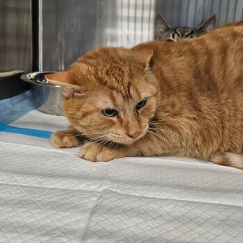 Blaze -  Domestic Short Hair Cat for Adoption in Greensboro, North Carolina - Blaze | PetCurious