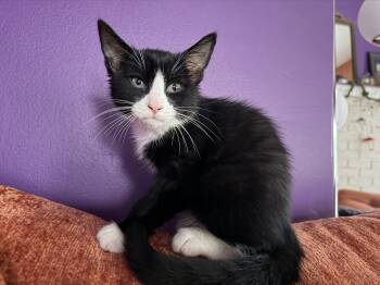 Archie -  American Shorthair Cat for Adoption in Cincinnati, Ohio - Archie | PetCurious