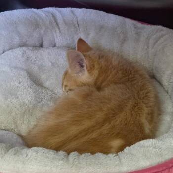 Spice -  Domestic Short Hair Cat for Adoption in Spokane, Washington - Spice | PetCurious