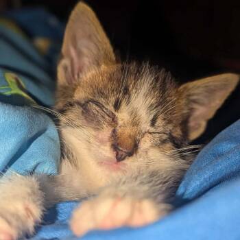 Pixel -  Domestic Short Hair Cat for Adoption in Melbourne, Kentucky - Pixel | PetCurious