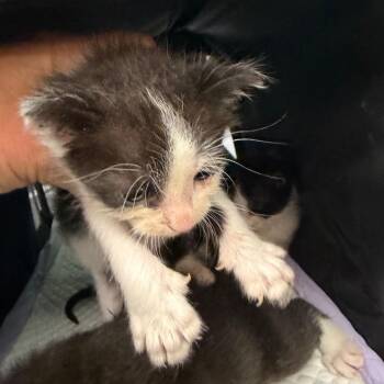 Castor -  Domestic Short Hair Cat for Adoption in Norman, Oklahoma - Castor | PetCurious