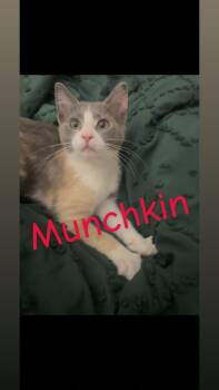 Munchkin -  Domestic Short Hair Cat for Adoption in Mokena, Illinois - Munchkin | PetCurious