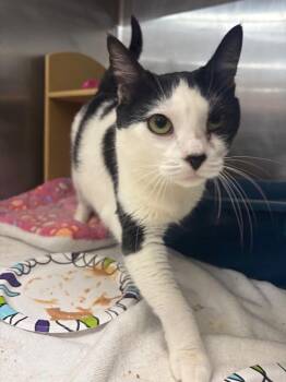 Mabel -  Domestic Short Hair Cat for Adoption - Mabel | PetCurious