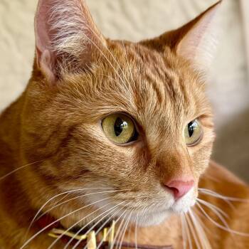 Rescue Domestic Short Hair Cats for Adoption in Fort Lauderdale, Florida - Dansby | PetCurious