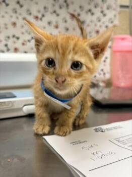 SMALLS -  Domestic Short Hair Cat for Adoption in Riverside, California - SMALLS | PetCurious