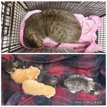 26-0985C -  Domestic Short Hair Cat for Adoption in Sorrento, Louisiana - 26-0985C | PetCurious