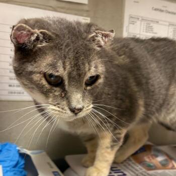 GORDA -  Domestic Short Hair Cat for Adoption in Yuma, Arizona - GORDA | PetCurious