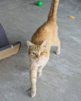 Willie -  Domestic Short Hair Cat for Adoption in Hamilton, Montana - Willie | PetCurious