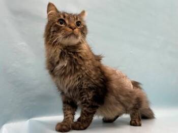 Homie -  Domestic Long Hair Cat for Adoption in Minneapolis, Minnesota - Homie | PetCurious