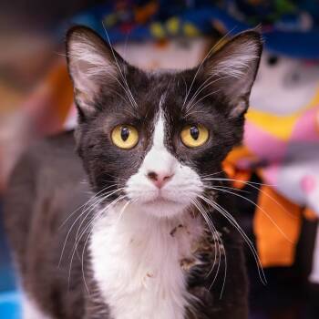 Iced Chai with Cinnamon Dolce -  Domestic Short Hair Cat for Adoption in Mentor, Ohio - Iced Chai With Cinnamon Dolce | PetCurious