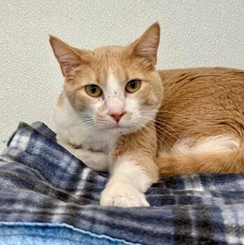 Jolteon -  Domestic Short Hair Cat for Adoption in Gillette, Wyoming - Jolteon | PetCurious
