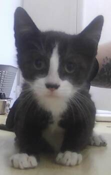 Bluebird -  Domestic Short Hair Cat for Adoption in Dayton, Minnesota - Bluebird | PetCurious