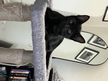 Fudd -  Domestic Short Hair Cat for Adoption in Diamond Springs, California - Fudd | PetCurious