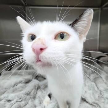 Mooey -  Domestic Short Hair Cat for Adoption in Michigan City, Indiana - Mooey | PetCurious