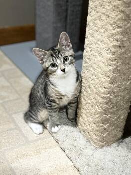 Ella -  Domestic Short Hair Cat for Adoption in Duxbury, Massachusetts - Ella | PetCurious