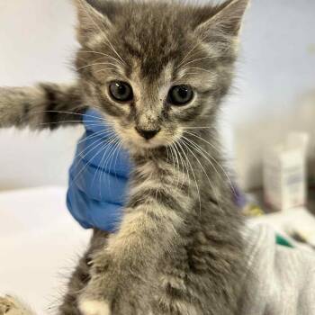 Rescue Domestic Short Hair Cats for Adoption in Eureka, California - Felicia | PetCurious