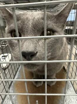 STORMIE -  Domestic Short Hair Cat for Adoption in Las Vegas, Nevada - STORMIE | PetCurious