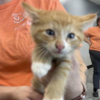 Leroy -  Domestic Short Hair Cat for Adoption in Saint Joseph, Missouri - Leroy | PetCurious