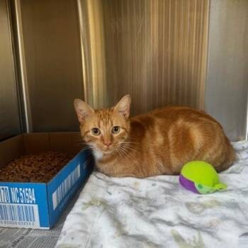 Maui -  Domestic Short Hair Cat Available for Adoption in Tiger, Georgia - Maui | PetCurious