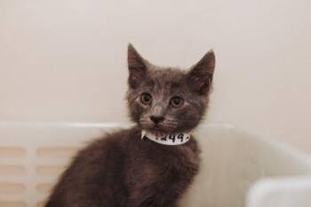 92492a Winter-PetSmart West Ashley -  Domestic Short Hair Cat for Adoption in North Charleston, South Carolina - 92492a Winter-PetSmart West Ashley | PetCurious