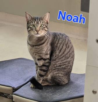 Rescue Domestic Short Hair Cats for Adoption in Naperville, Illinois - Noah | PetCurious