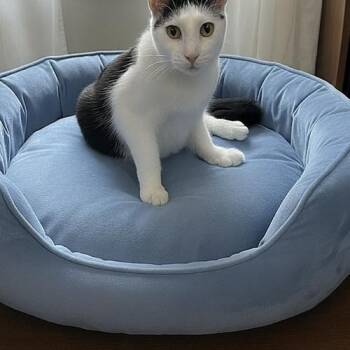 Pinto -  Domestic Short Hair Cat for Adoption in Tampa, Florida - Pinto | PetCurious