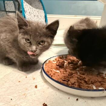 Bella -  Domestic Medium Hair and Russian Blue Cat for Adoption in Huntsville, Alabama - Bella | PetCurious