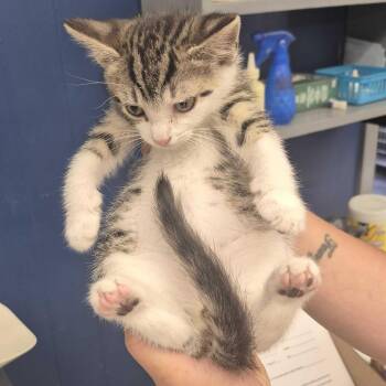 Tony -  Domestic Short Hair Cat for Adoption in Summerlee, West Virginia - Tony | PetCurious