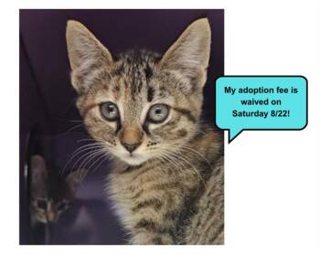 COPPER* -  Domestic Short Hair Cat for Adoption in Santa Cruz, California - COPPER* | PetCurious
